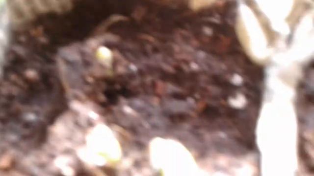 🔴#15💚 #ОГУРЧИКИ💚 УЖЕ ВЗОШЛИ!! 💚💚#ДАЧНЫЕ СЕКРЕТЫ БЫВАЛОГО #💚💚🔴 смотреть онлайн