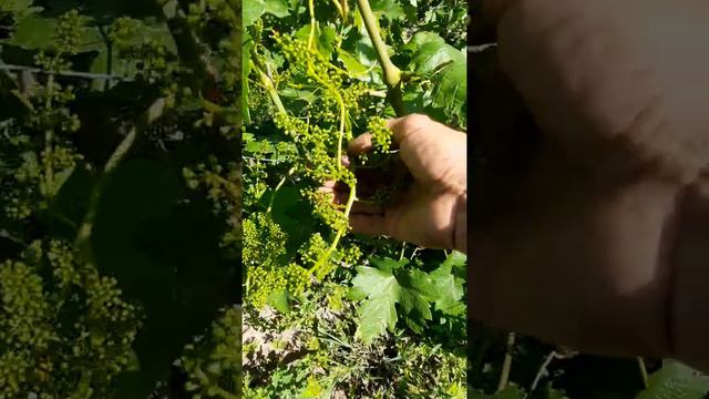 Стан винограду на 16 червня 2022 року . смт.Срібне Чернігівщина(північ України) смотреть онлайн