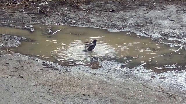 Acridotheres tristis / майна обыкновенная / саранчовый скворец. смотреть онлайн