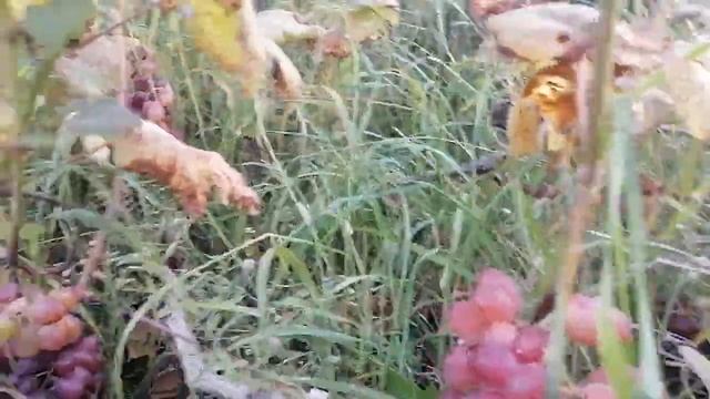 Прогулянка виноградником-06.10.2023 рік. смотреть онлайн