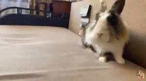 Анука-давай-ка. Амонг ас в реальной жизни