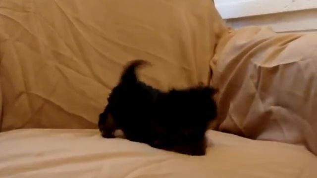 Супер мини йорк девочка с мордочкой "беби фейс" смотреть онлайн