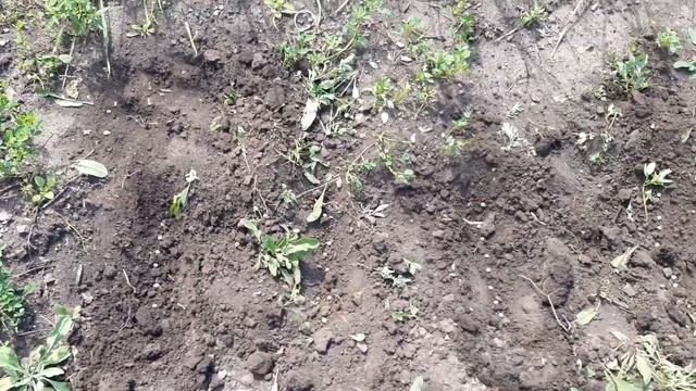 Что посадить в июле... смотреть онлайн