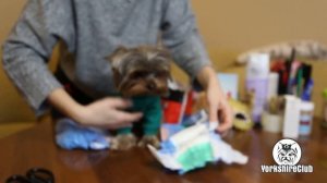 Как одевать памперс на йорка / подарок детям / йоркширский терьер