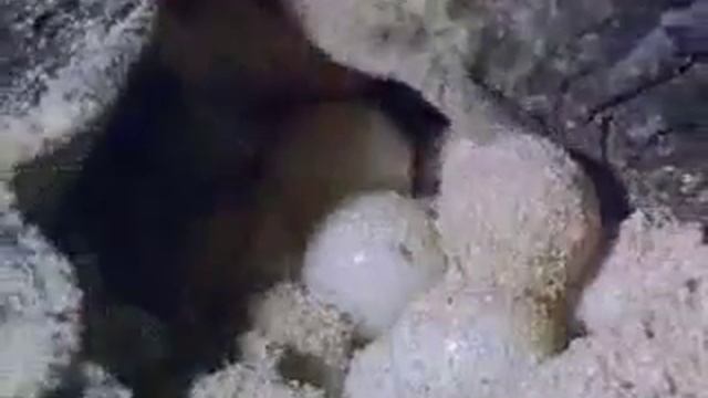 Зеленая (суповая) черепаха.mp4 смотреть онлайн