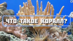 Что такое коралл? Как они образовались