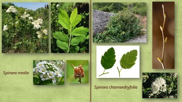 Гортензиевые_Розовые_ч_1 смотреть онлайн