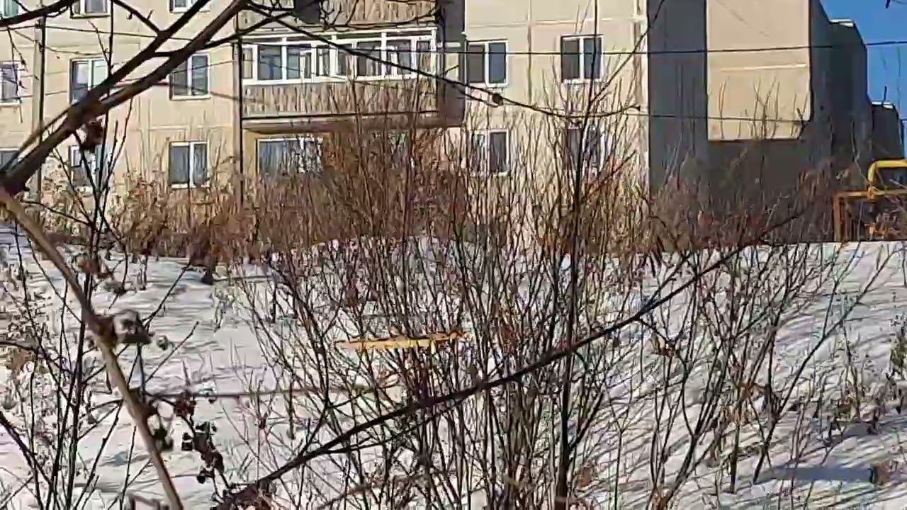 Ловля щеглов 19.03.2022 год. смотреть онлайн