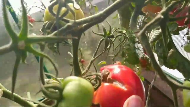 Что осталось в теплице на 17.08.21г.?!!! смотреть онлайн