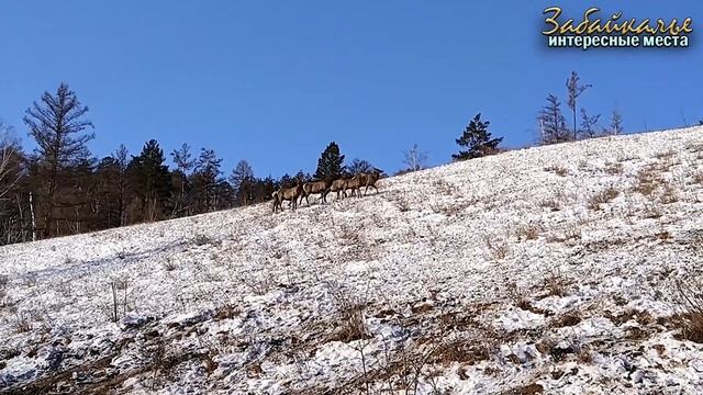 Маралья ферма. Интересные места Забайкалья смотреть онлайн