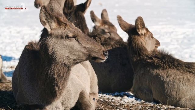 В ГО Богданович обнаружены трупы косуль, погибших от клостридиоза смотреть онлайн