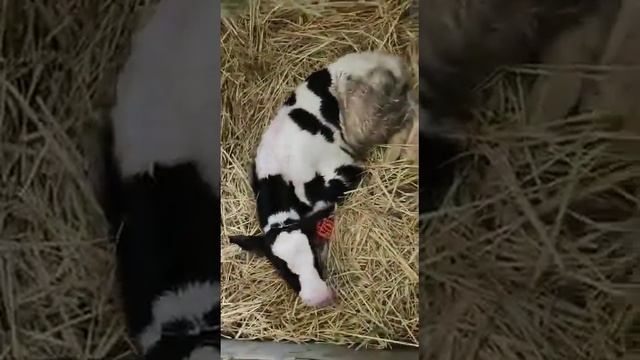 Голштино Фриз сиыр тұқымы, #сиыр #корова #коровник #cow #ттс #голштин #телёнок смотреть онлайн