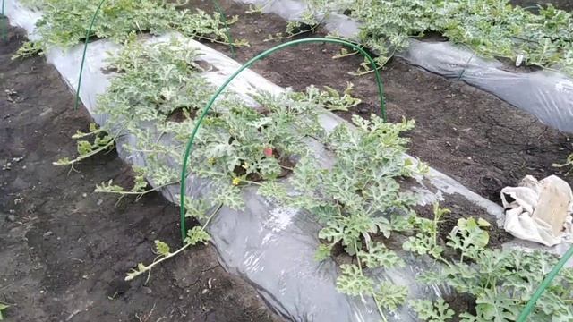 Выращивание арбузов от А до Я. смотреть онлайн