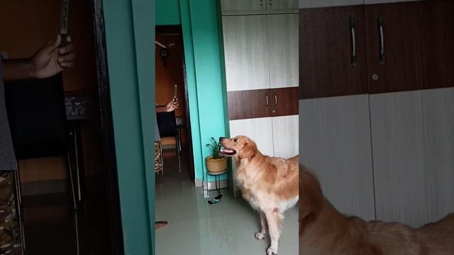Where Golden Paws Meet Disappearing Bubbles & Joy Knows No Bounds?? #chikuthegoldy #goldenretriever смотреть онлайн