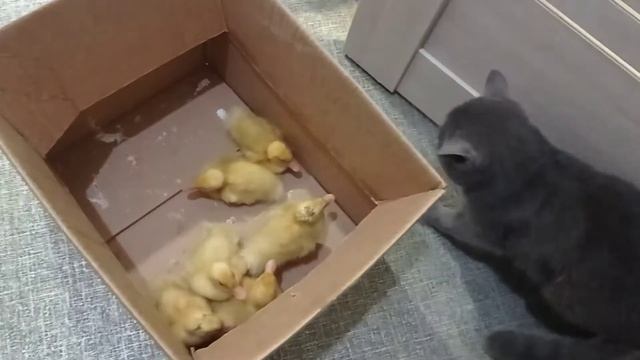 Сезон открыт.У нас новые домочадцы ☺️.Пекинская утка. смотреть онлайн