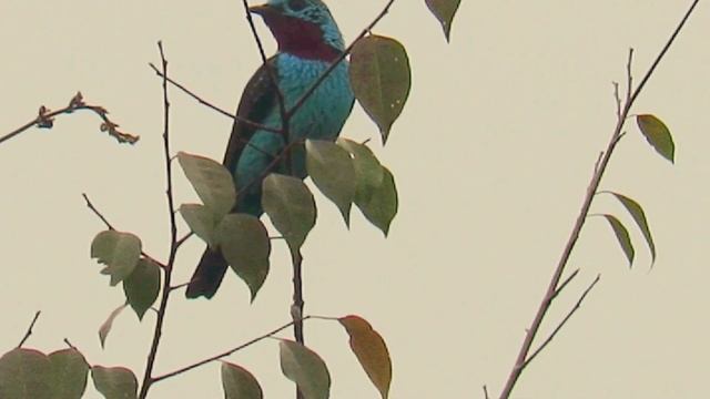spangled cotinga, Cotinga cayana, Mitu (Vaupes), Amazonian birds смотреть онлайн
