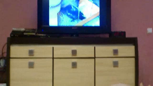 Кот смотрит телевизор смотреть онлайн