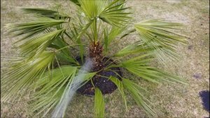 Посадка пальмы Сабаль малый!