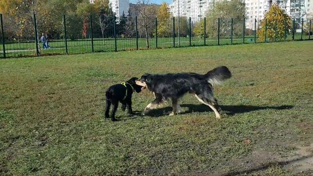 миттельшнауцер Перчи и волкодав смотреть онлайн