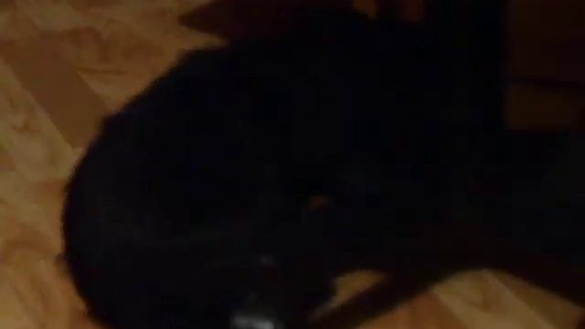 Щенки РЧТ ДК РОКСОЛАНА Из Черной Дружины - Черный Чароит Талисман Таежное Танго смотреть онлайн