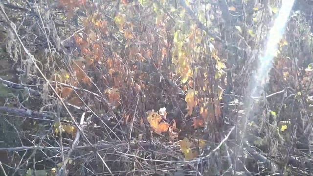 9,11 октября 2021. Ремонт крыши в деревне. Обзор окрестностей.Сеянцы, дички яблонь. смотреть онлайн