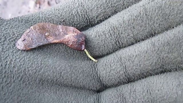 Как посадить клен из семечка смотреть онлайн