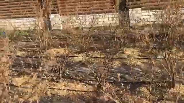 Капельный полив. Голубика. Результаты обрезки. смотреть онлайн