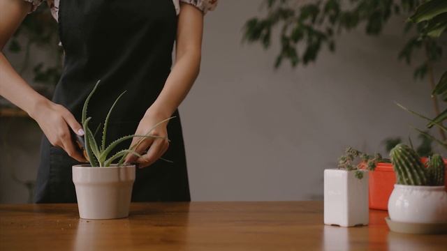 Правильная обрезка и пересадка алоэ ✔️ Советы от Хитсад ТВ