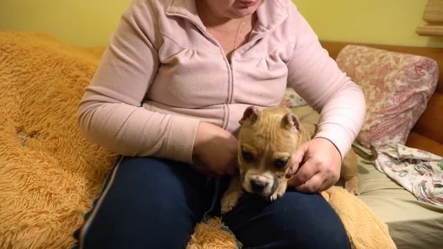 Английский Бульдог Вита - наша любимка! Отдаем щенка Васи и узнаем каким он стал спустя 1 год! смотреть онлайн