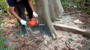 Chainsaw Husqvarna 125  - Cut the Ceiba Pentandra Tree