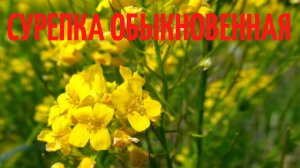 Сурепка обыкновенная. Многолетнее, целебное, травянистое растение.