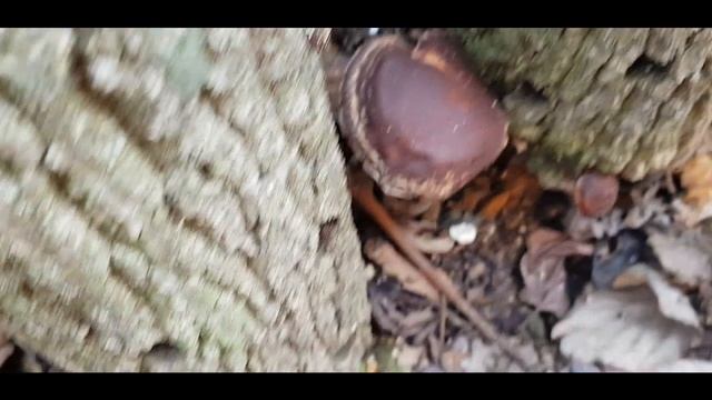표고버섯 , 직접 참나무에 종균 심어서 재배 했어요.  Shiitake Mushroom