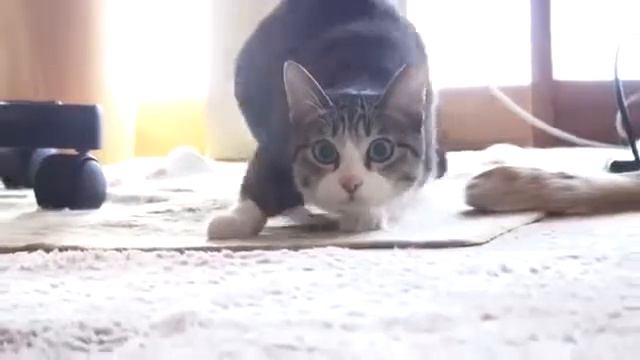Танцующий кот, смешно до боли не забываем про лайк смотреть онлайн