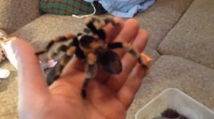 ТОП 3 самых безопасных пауков для человека