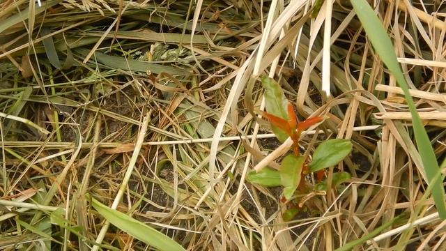 Мушмула зацвела, хурма умерла, гранат под вопросом, весна 2023 в моем саду смотреть онлайн