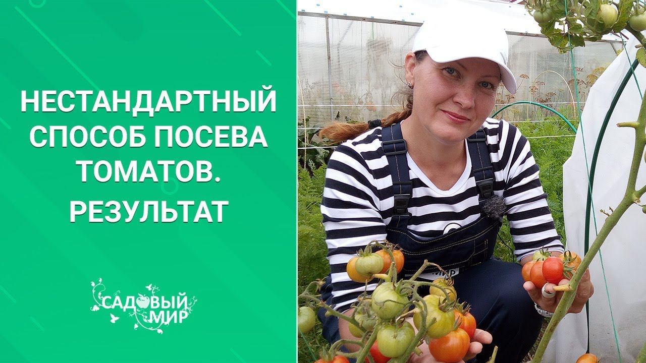 ТОМАТЫ БЕЗ РАССАДЫ?! У НАС ВЫРОСЛИ В ГРУНТЕ ИЗ СЕМЕЧКА! НАШ УРОЖАЙ смотреть онлайн