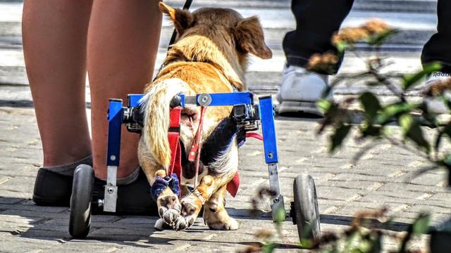 #684 Эта собака сделала мой день. смотреть онлайн