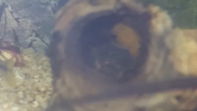 Успешное разведение анциструсов смотреть онлайн