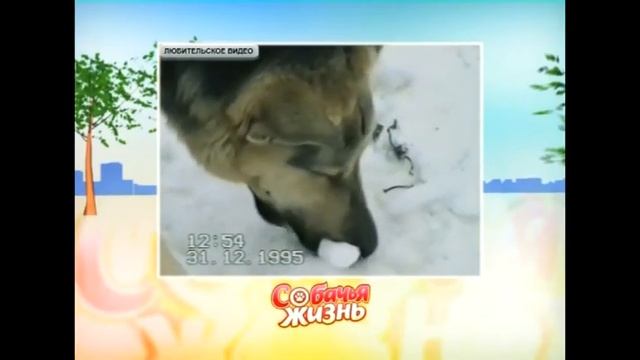 Собачья Жизнь.avi смотреть онлайн