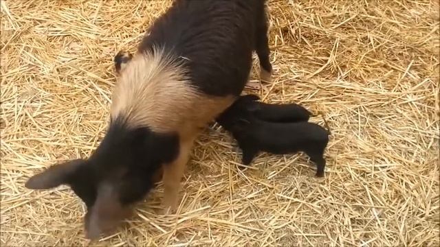 Свинячье счастье в зоопарке Сиднея (Pigs' happiness in Sydney Taronga Zoo) смотреть онлайн