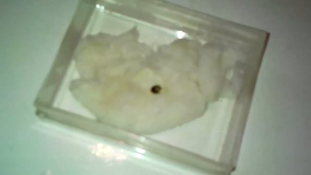 Посадка растения смотреть онлайн