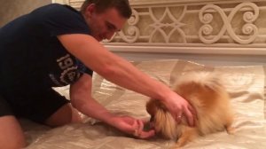 Злой шпиц. Шпиц рычит и дерётся/ angry pomeranian