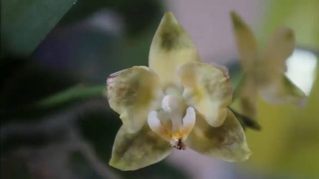 To Repot Or Not To Repot?! Phalaenopsis Yellow Pixie | Orchid Care Tips