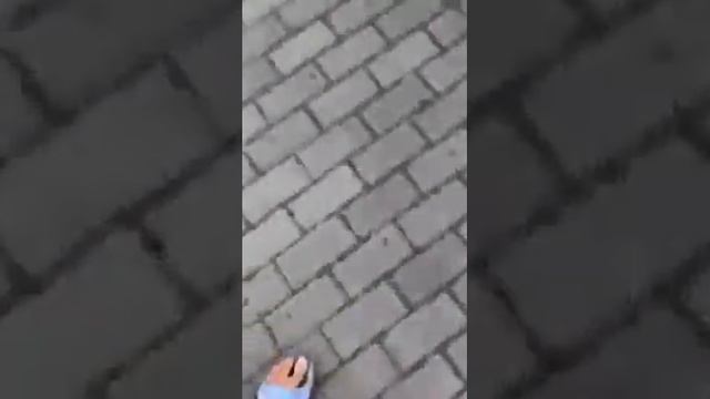 Померанский шпиц девочка оранж соболь 7 мес. смотреть онлайн