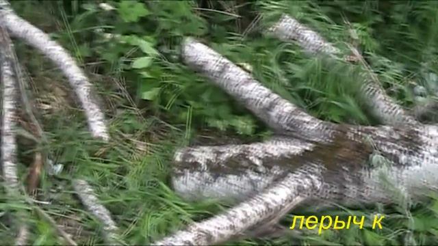 Очаг, гитара, тополь. смотреть онлайн