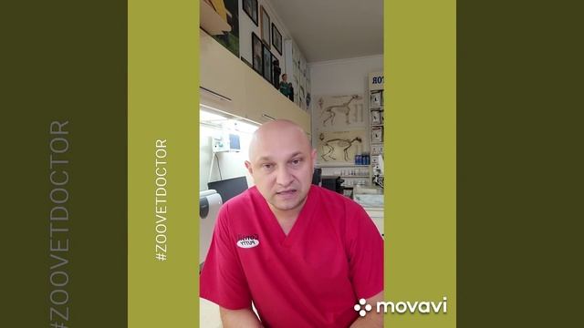 Отравление хлорсодержащими средствами для уборки собак и кошек #zoovetdoctor советы ветеринара blog смотреть онлайн