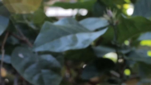 Video Test Canon 1300D (Kit EF-S 18-55mm) смотреть онлайн