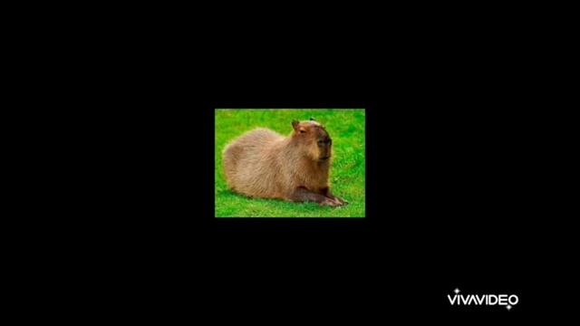 Песня капибара#капибара#мем смотреть онлайн