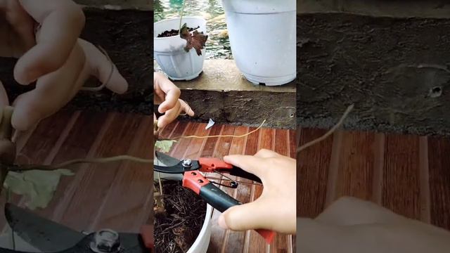 CARA MEMPERBANYAK SYNGONIUM VARIGATA ala anelis garden смотреть онлайн