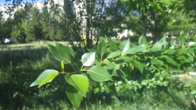 Пример съёмки видео на Canon A3300 IS смотреть онлайн